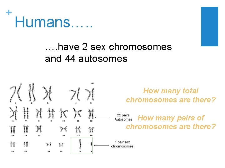 + Humans…. . …. have 2 sex chromosomes and 44 autosomes How many total