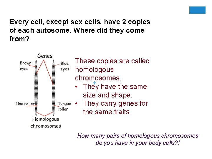 Every cell, except sex cells, have 2 copies of each autosome. Where did they