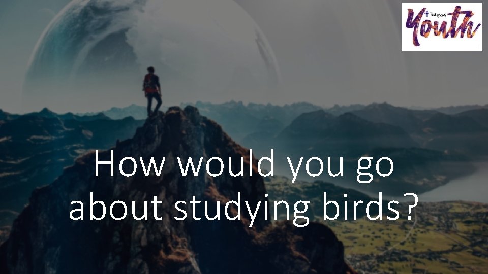 How would you go about studying birds? 