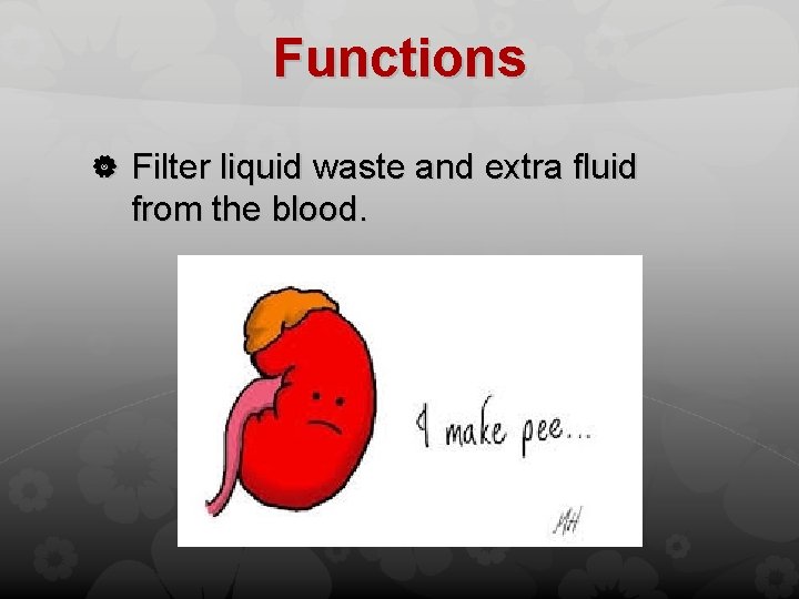 Functions Filter liquid waste and extra fluid from the blood. 