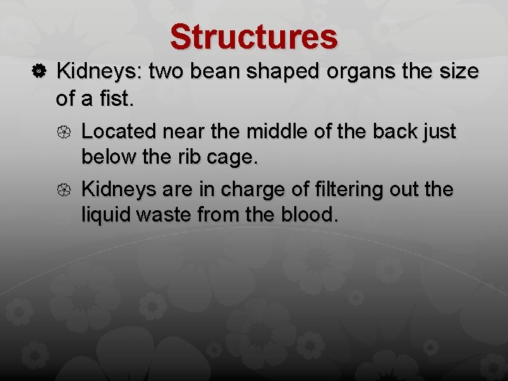 Structures Kidneys: two bean shaped organs the size of a fist. Located near the