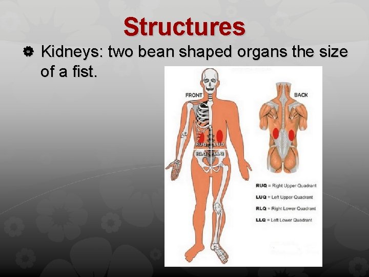 Structures Kidneys: two bean shaped organs the size of a fist. 