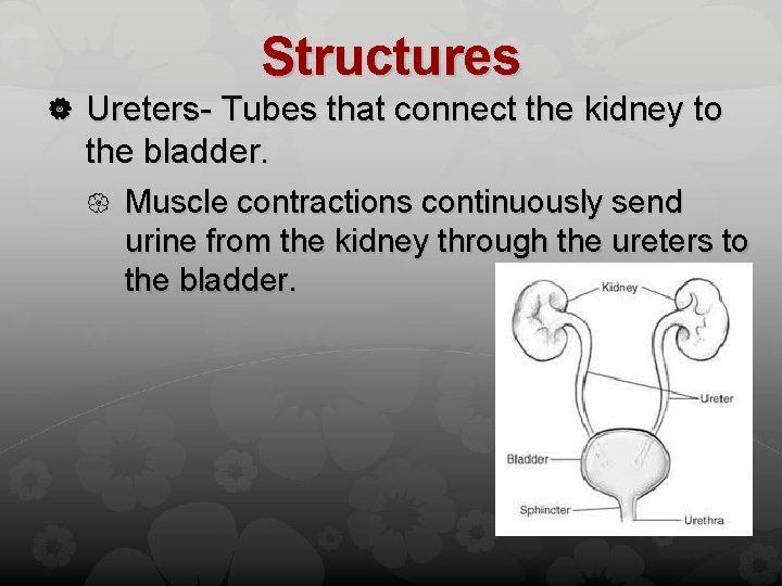 Structures Ureters- Tubes that connect the kidney to the bladder. Muscle contractions continuously send