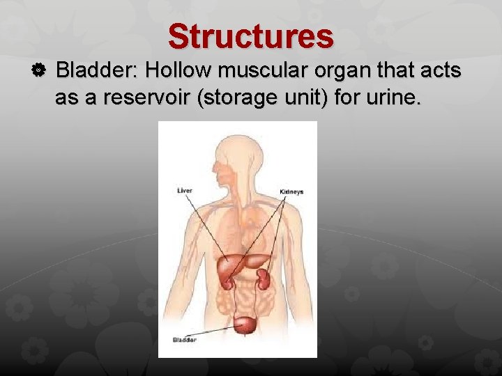 Structures Bladder: Hollow muscular organ that acts as a reservoir (storage unit) for urine.