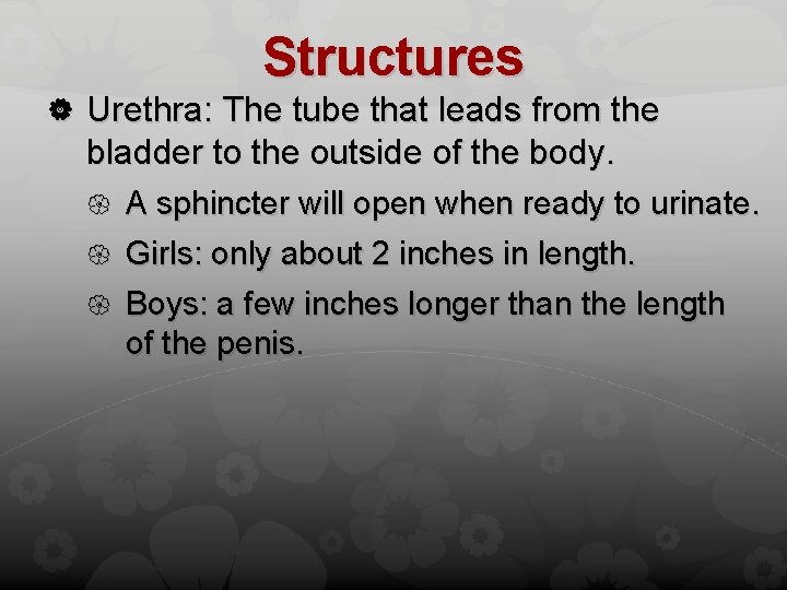 Structures Urethra: The tube that leads from the bladder to the outside of the