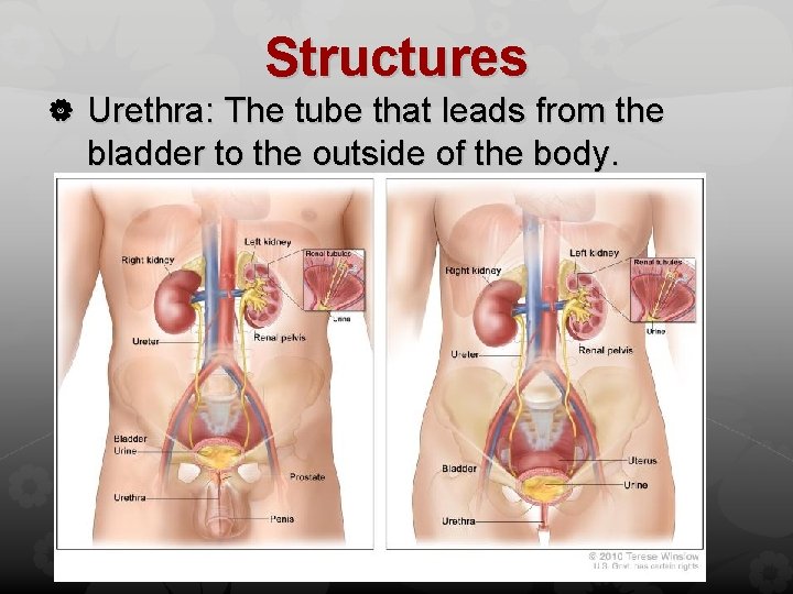 Structures Urethra: The tube that leads from the bladder to the outside of the