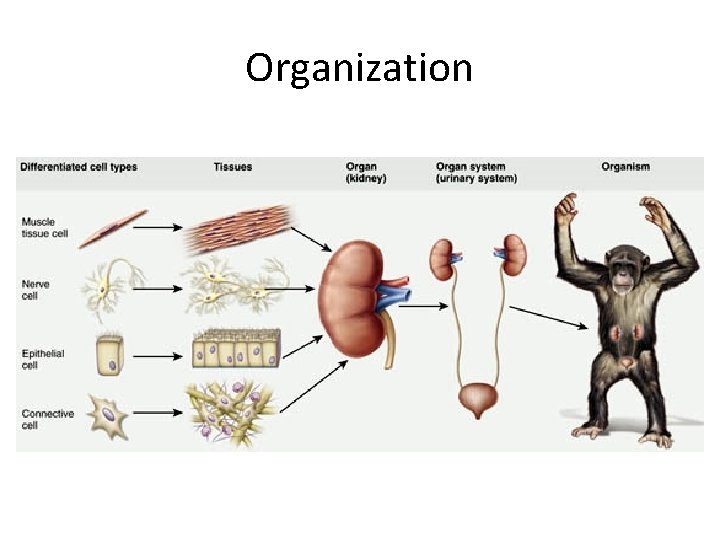 Organization 