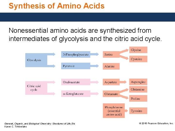 Synthesis of Amino Acids Nonessential amino acids are synthesized from intermediates of glycolysis and
