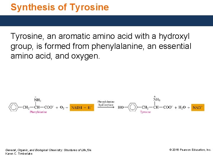 Synthesis of Tyrosine, an aromatic amino acid with a hydroxyl group, is formed from