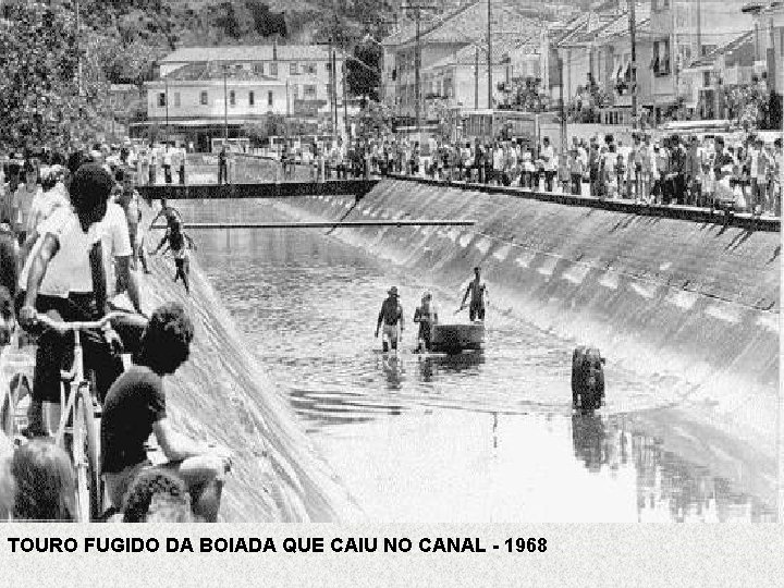 TOURO FUGIDO DA BOIADA QUE CAIU NO CANAL - 1968 