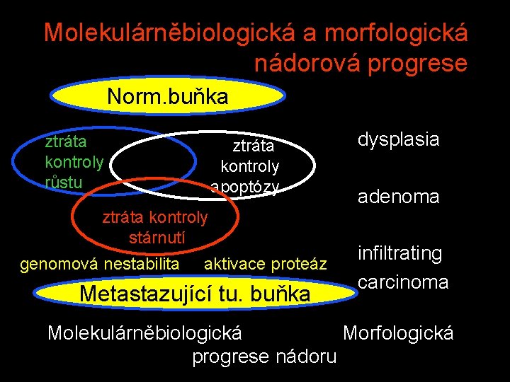 Molekulárněbiologická a morfologická nádorová progrese Norm. buňka ztráta kontroly růstu ztráta kontroly apoptózy ztráta