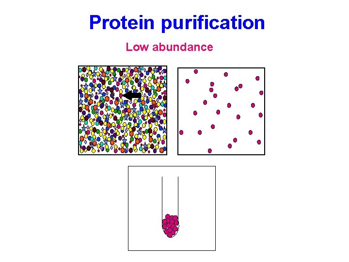 Protein purification Low abundance Protein purification Low abundance