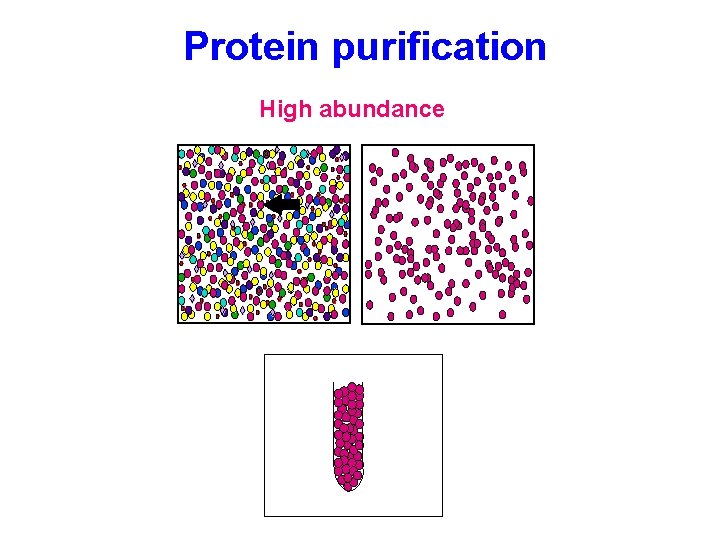 Protein purification High abundance Protein purification High abundance