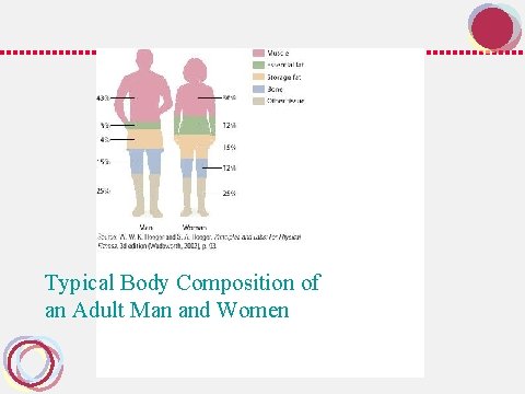 Typical Body Composition of an Adult Man and Women 
