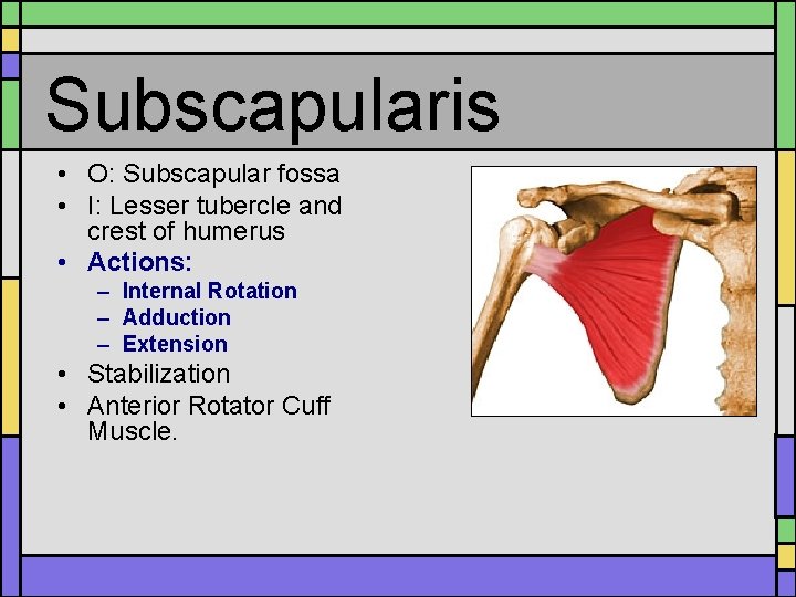 Subscapularis • O: Subscapular fossa • I: Lesser tubercle and crest of humerus • Subscapularis • O: Subscapular fossa • I: Lesser tubercle and crest of humerus •