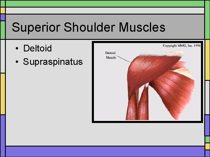 Superior Shoulder Muscles • Deltoid • Supraspinatus Superior Shoulder Muscles • Deltoid • Supraspinatus