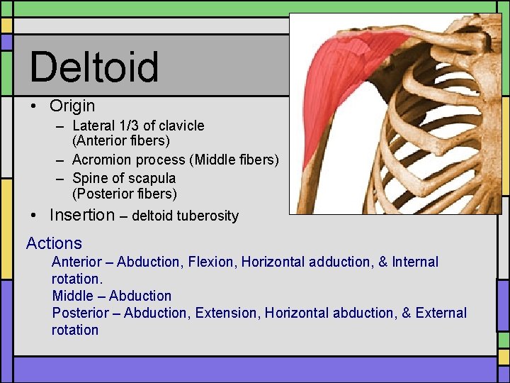 Deltoid • Origin – Lateral 1/3 of clavicle (Anterior fibers) – Acromion process (Middle