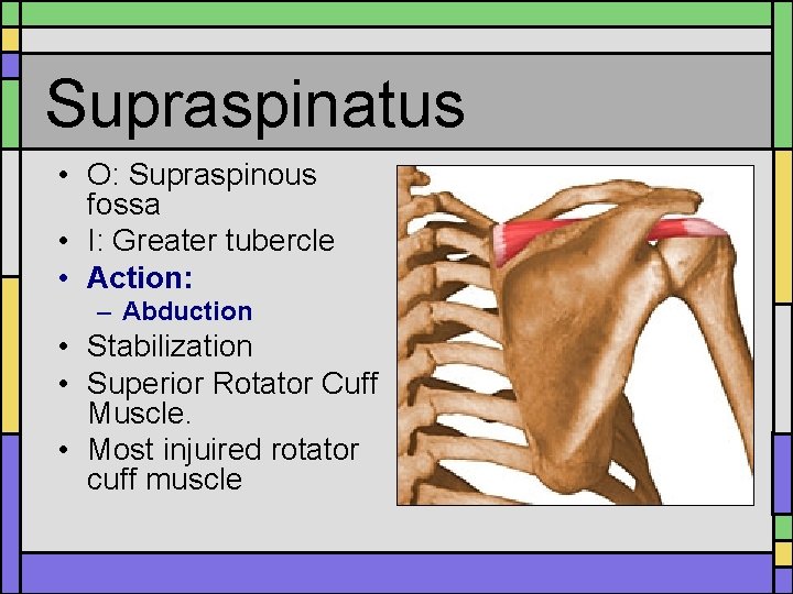 Supraspinatus • O: Supraspinous fossa • I: Greater tubercle • Action: – Abduction • Supraspinatus • O: Supraspinous fossa • I: Greater tubercle • Action: – Abduction •