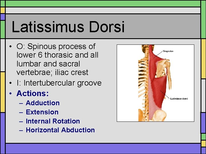 Latissimus Dorsi • O: Spinous process of lower 6 thorasic and all lumbar and Latissimus Dorsi • O: Spinous process of lower 6 thorasic and all lumbar and
