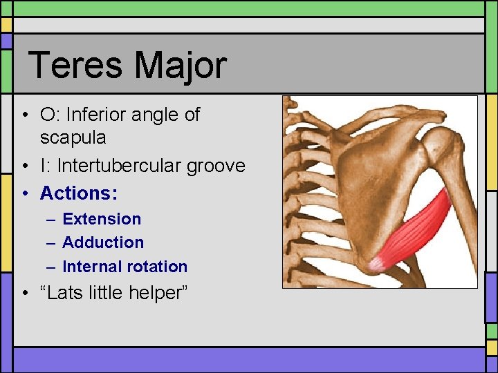 Teres Major • O: Inferior angle of scapula • I: Intertubercular groove • Actions: Teres Major • O: Inferior angle of scapula • I: Intertubercular groove • Actions: