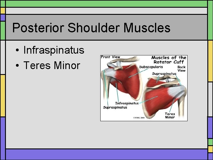 Posterior Shoulder Muscles • Infraspinatus • Teres Minor Posterior Shoulder Muscles • Infraspinatus • Teres Minor