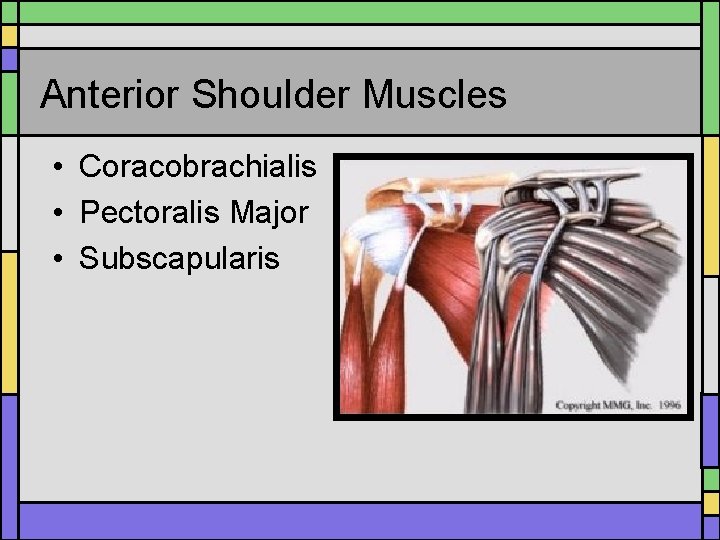 Anterior Shoulder Muscles • Coracobrachialis • Pectoralis Major • Subscapularis 