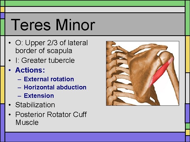 Teres Minor • O: Upper 2/3 of lateral border of scapula • I: Greater Teres Minor • O: Upper 2/3 of lateral border of scapula • I: Greater