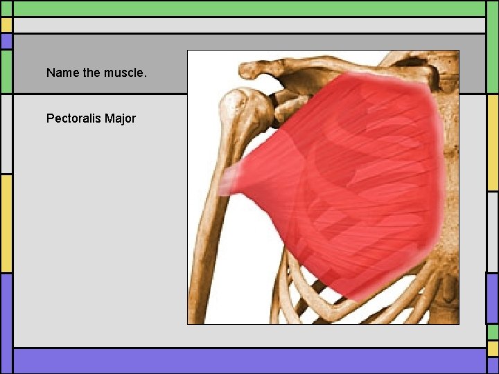 Name the muscle. Pectoralis Major Name the muscle. Pectoralis Major