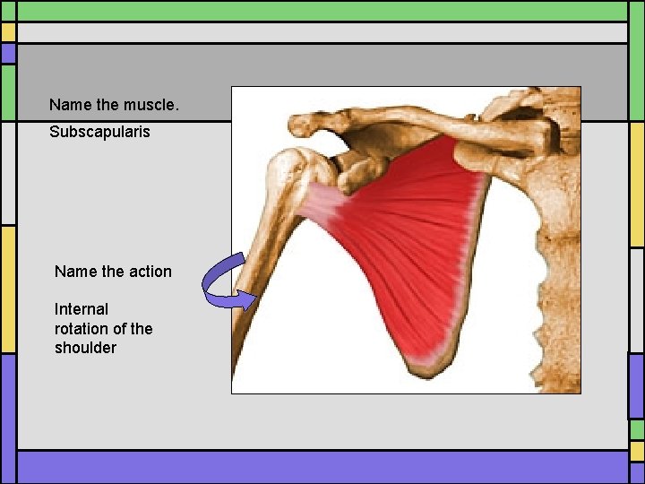 Name the muscle. Subscapularis Name the action Internal rotation of the shoulder Name the muscle. Subscapularis Name the action Internal rotation of the shoulder