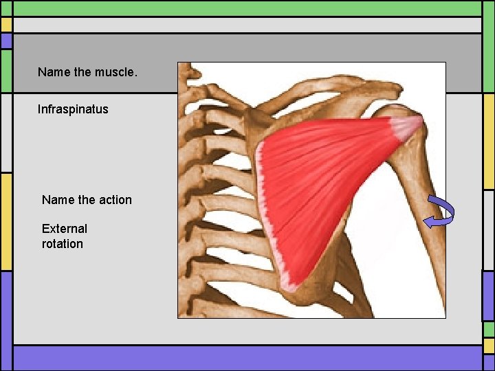 Name the muscle. Infraspinatus Name the action External rotation Name the muscle. Infraspinatus Name the action External rotation