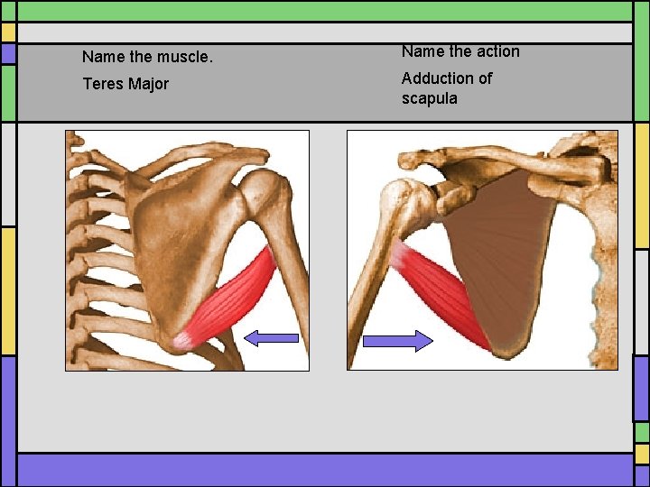 Name the muscle. Name the action Teres Major Adduction of scapula Name the muscle. Name the action Teres Major Adduction of scapula