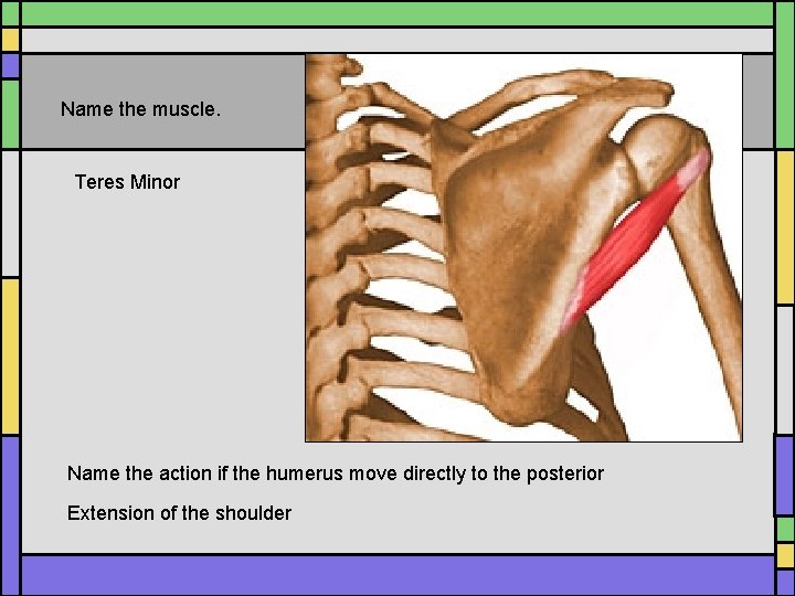 Name the muscle. Teres Minor Name the action if the humerus move directly to Name the muscle. Teres Minor Name the action if the humerus move directly to