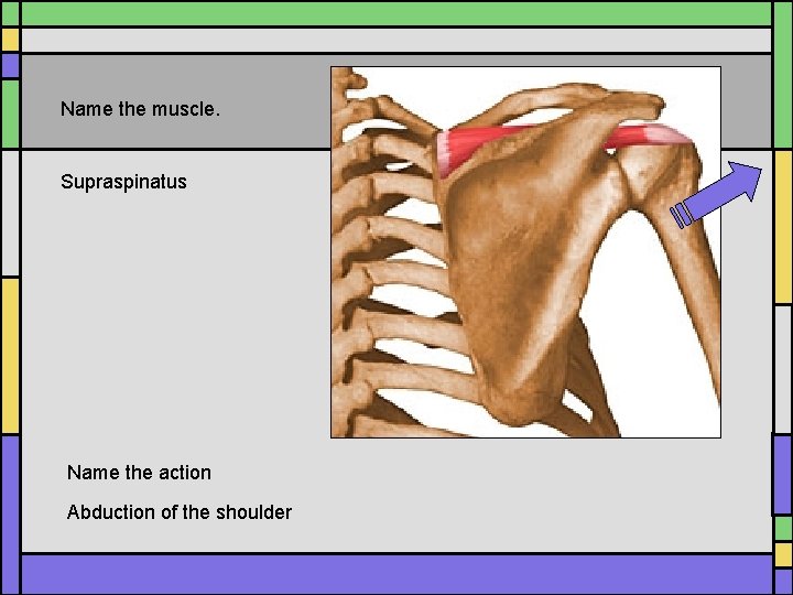 Name the muscle. Supraspinatus Name the action Abduction of the shoulder Name the muscle. Supraspinatus Name the action Abduction of the shoulder