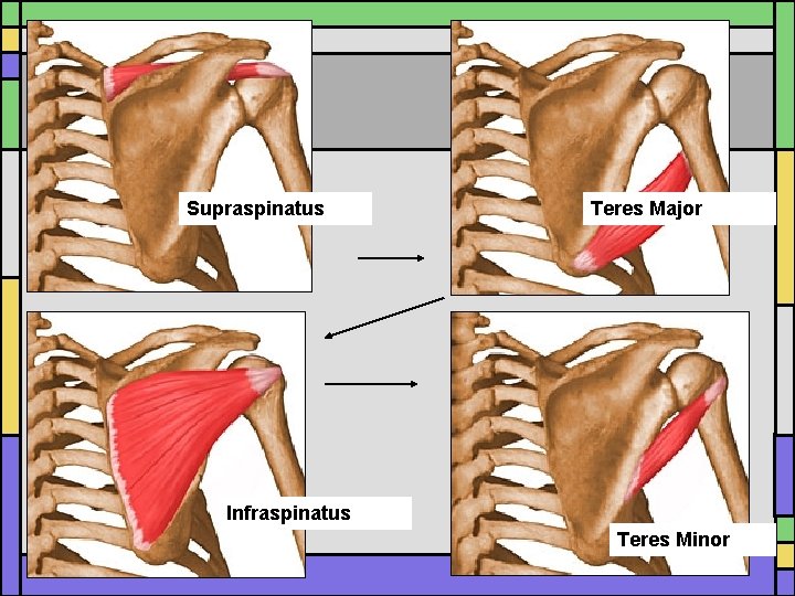 Supraspinatus Teres Major Infraspinatus Teres Minor 