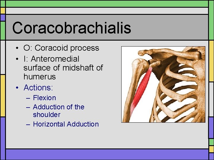 Coracobrachialis • O: Coracoid process • I: Anteromedial surface of midshaft of humerus • Coracobrachialis • O: Coracoid process • I: Anteromedial surface of midshaft of humerus •