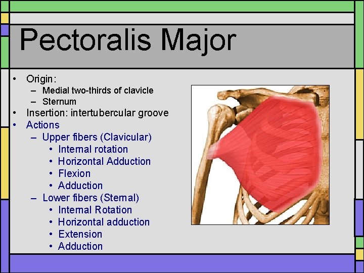 Pectoralis Major • Origin: – Medial two-thirds of clavicle – Sternum • Insertion: intertubercular