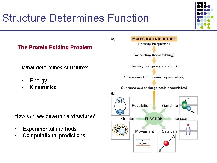 Structure Determines Function The Protein Folding Problem What determines structure? • • Energy Kinematics