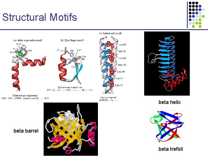Structural Motifs beta helix beta barrel beta trefoil 