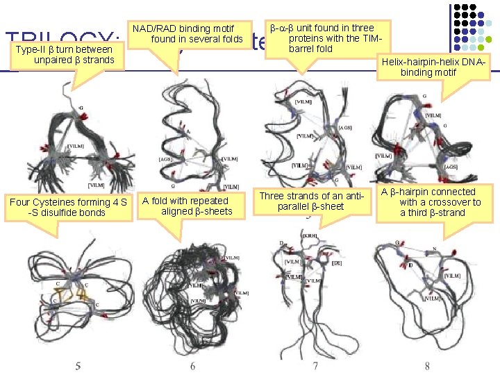 NAD/RAD binding motif found in several folds - - unit found in three proteins