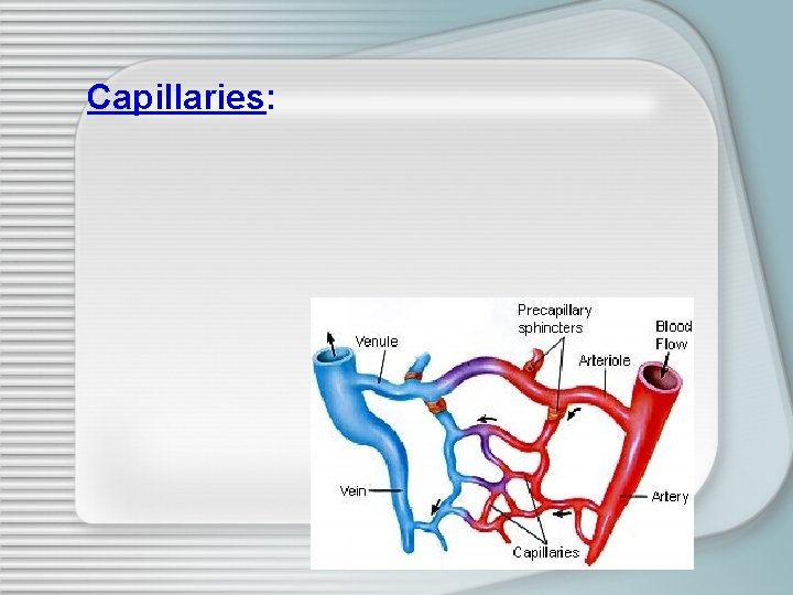 Anatomy Physiology Chapter 9 Cardiovascular system Waggy Key