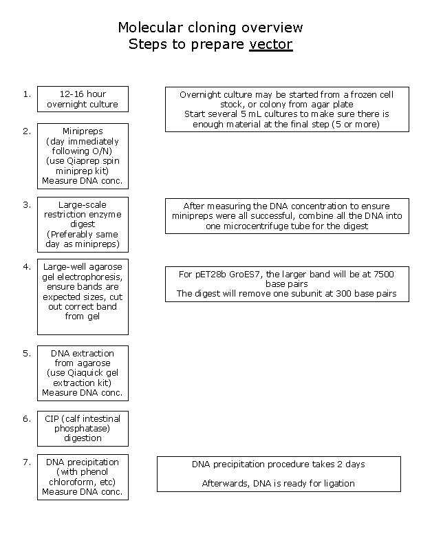 Molecular cloning overview Steps to prepare vector 1. 12 -16 hour overnight culture 2.