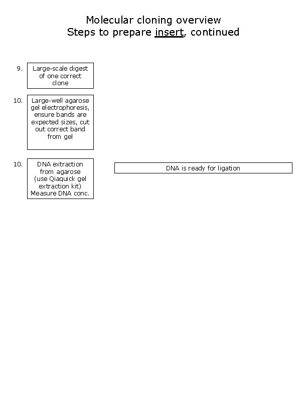 Molecular cloning overview Steps to prepare insert, continued 9. Large-scale digest of one correct