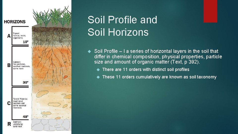 Soil Profile and Soil Horizons Soil Profile – I a series of horizontal layers