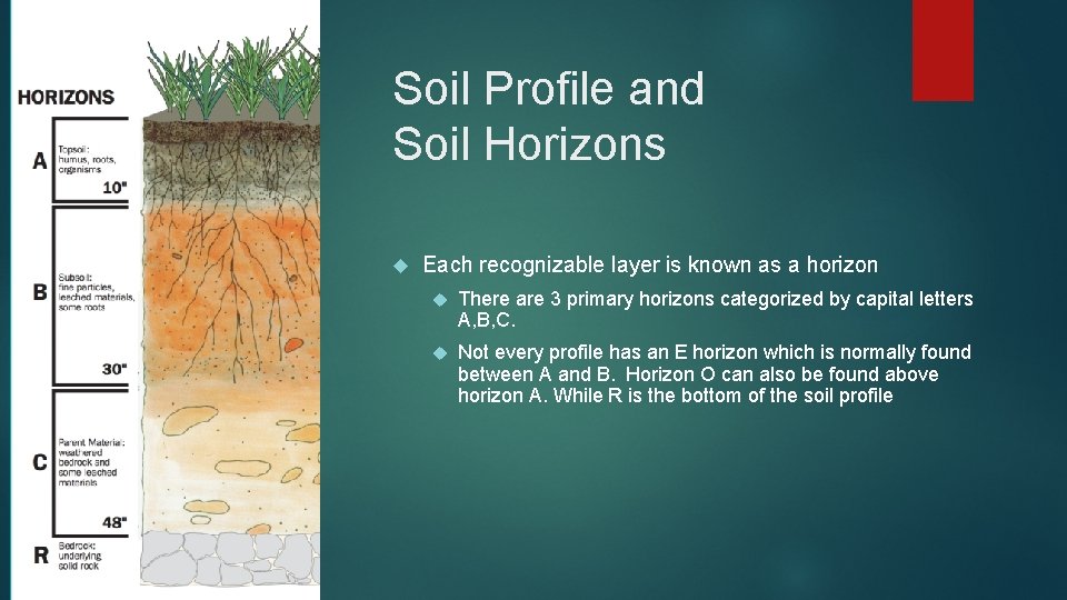Soil Profile and Soil Horizons Each recognizable layer is known as a horizon There
