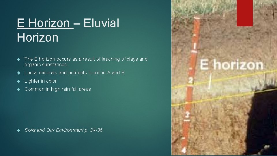 E Horizon – Eluvial Horizon The E horizon occurs as a result of leaching