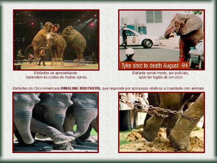 Elefantes se apresentando. Aprendem às custas de muitas surras. Elefante sendo morto, por policiais,