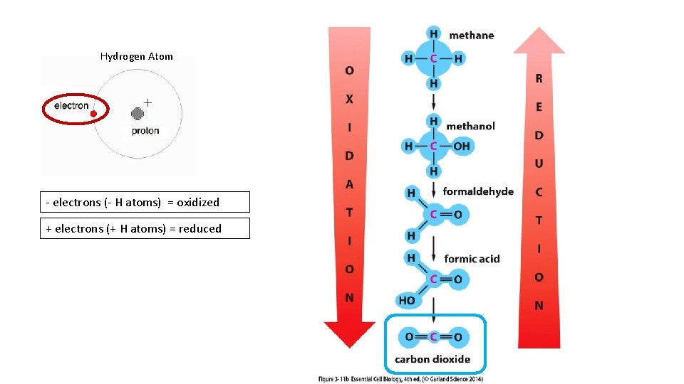 Hydrogen Atom - electrons (- H atoms) = oxidized + electrons (+ H atoms)