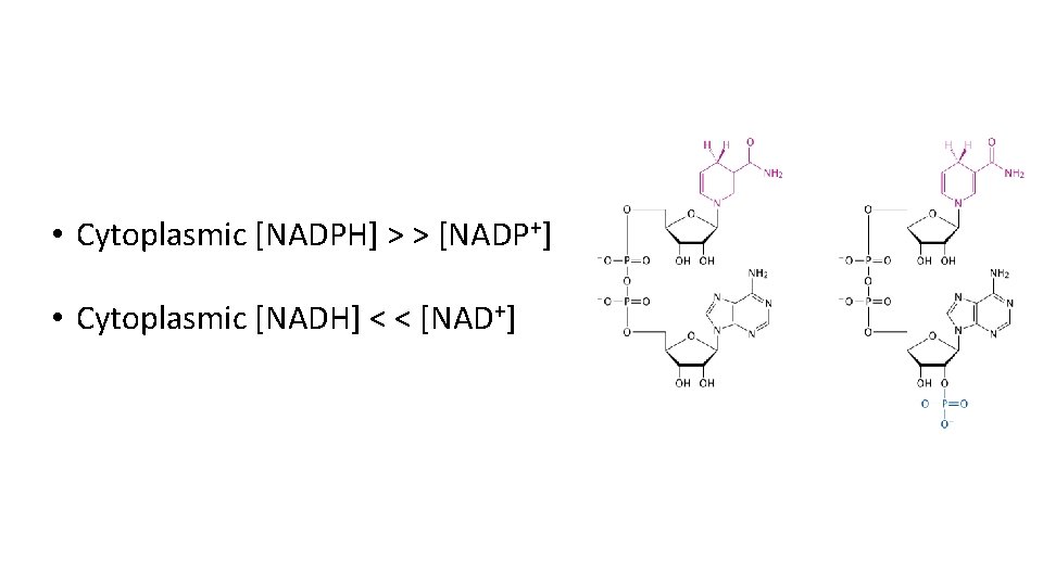  • Cytoplasmic [NADPH] > > [NADP+] • Cytoplasmic [NADH] < < [NAD+] 