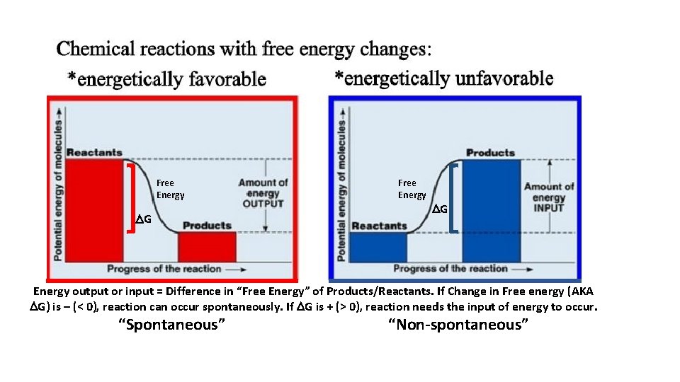 Free Energy DG Energy output or input = Difference in “Free Energy” of Products/Reactants.