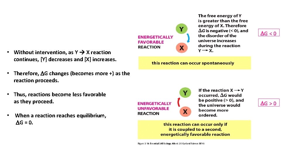 DG < 0 • Without intervention, as Y X reaction continues, [Y] decreases and